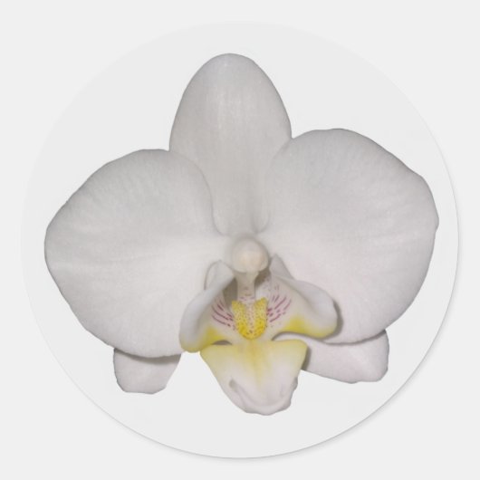 Witte orchidee Stickers (Voorkant)