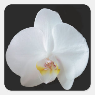 Witte orchidee tegen zwarte achtergrond vierkante sticker