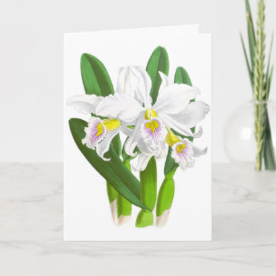  witte orchidee ventilator blanco noot Kaart