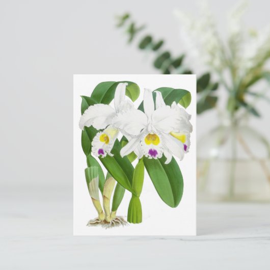  witte orchidee ventilator briefkaart (Staand voorkant)