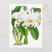  witte orchidee ventilator briefkaart (Voorkant)