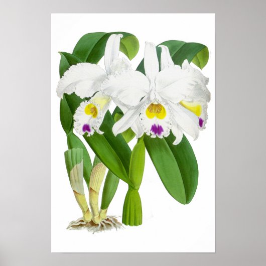  witte orchidee ventilator - Poster (Voorkant)