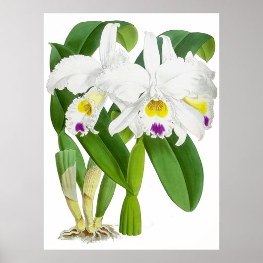  witte orchidee ventilator - Poster (Voorkant)