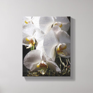 Witte orchideeën canvas afdruk