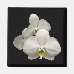 Witte orchideeën magneet