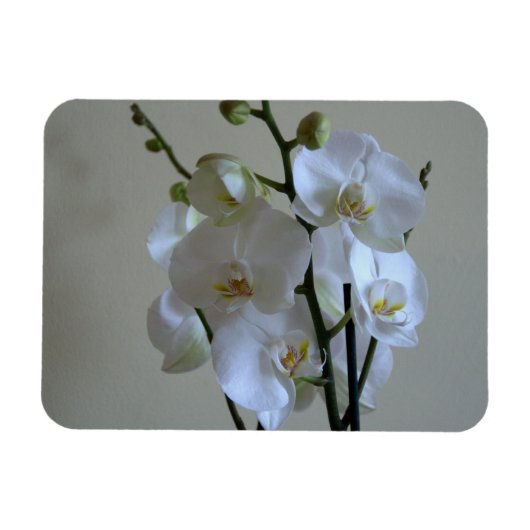 Witte orchideeën magneet (Horizontaal)
