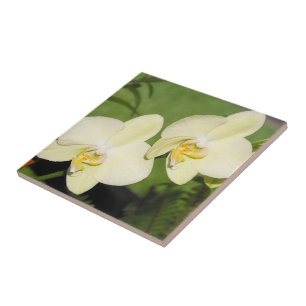 Witte orchideeën op een groene achtergrond tegeltje