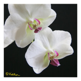 Witte orchideeën op zwart 20x20 Poster Perfect Poster