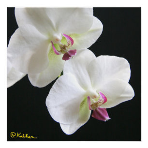 Witte orchideeën op zwart 20x20 Poster Perfect Poster