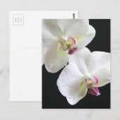 Witte orchideeën op zwart briefkaart (Voorkant / Achterkant)
