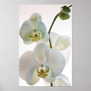 Witte Orchideeën Poster