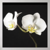 Witte orchideeën poster (Voorkant)