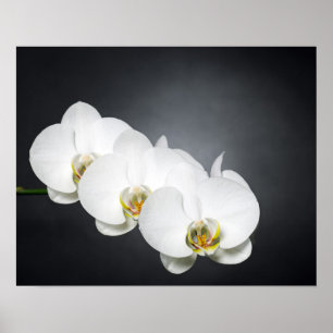Witte orchideeën poster