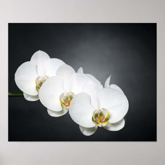 Witte orchideeën poster (Voorkant)