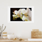 Witte Orchideeën Poster (Keuken)