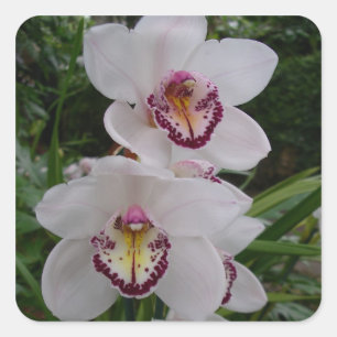 Witte orchideeën prachtige tropische bloemen vierkante sticker