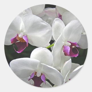 Witte orchideeën ronde sticker