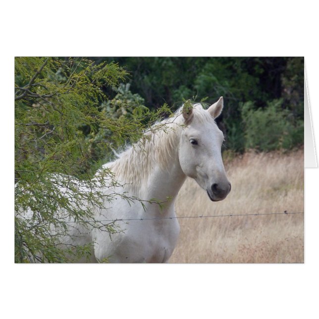 Witte paard (Voorkant Horizontaal)
