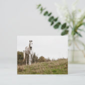 Witte paard briefkaart (Staand voorkant)