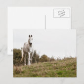 Witte paard briefkaart (Voorkant / Achterkant)