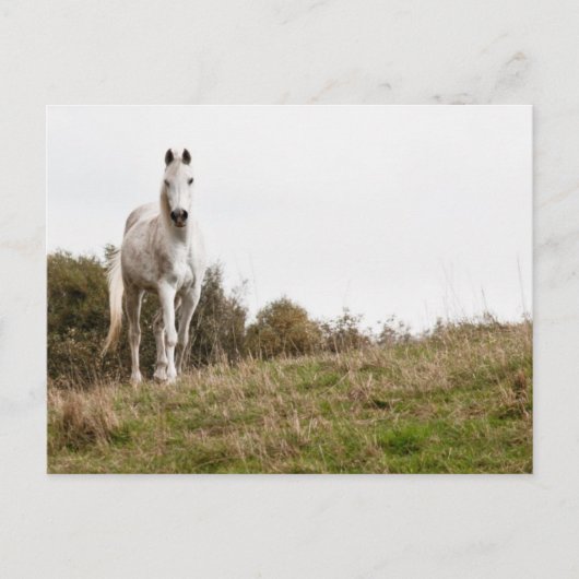Witte paard briefkaart (Voorkant)