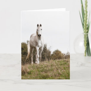 Witte paard kaart
