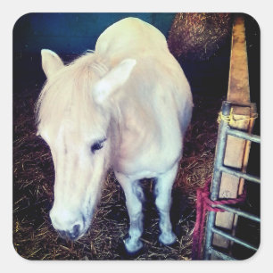 Witte paard vierkante sticker