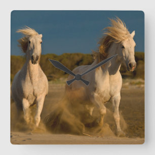 Witte paarden aan boord Camargue, Frankrijk Vierkante Klok