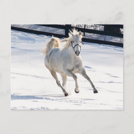 Witte paarden die op sneeuw lopen briefkaart (Voorkant)