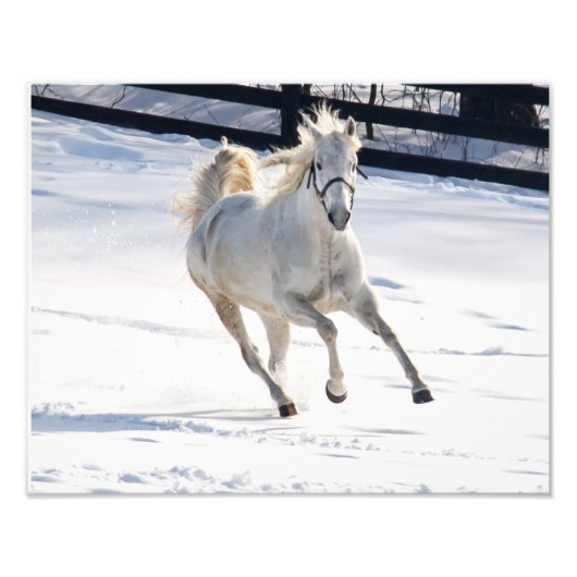 Witte paarden die op sneeuw lopen foto afdruk (Voorkant)