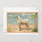  witte paarden Grafisch Briefkaart (Voorkant / Achterkant)