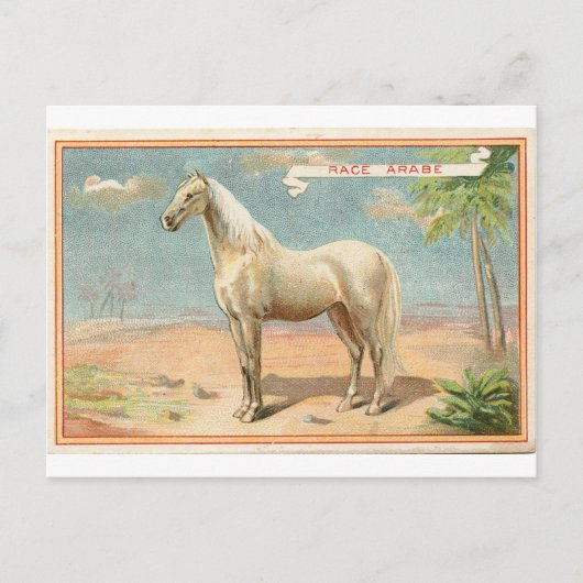  witte paarden Grafisch Briefkaart (Voorkant)