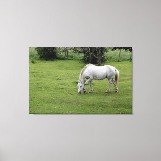 Witte paarden grazen in een veld canvas afdruk