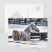 Witte paarden in sneeuw briefkaart (Voorkant / Achterkant)