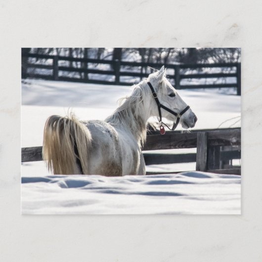 Witte paarden in sneeuw briefkaart (Voorkant)
