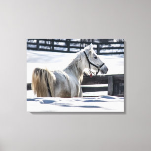 Witte paarden in sneeuw canvas afdruk