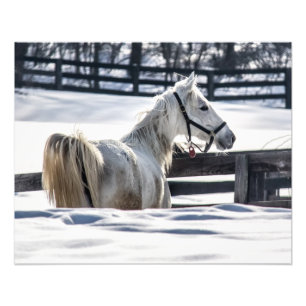 Witte paarden in sneeuw foto afdruk