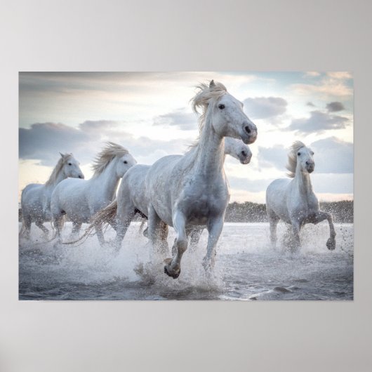 Witte paarden poster (Voorkant)