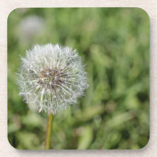 Witte paardenbloem bloem op groen gras bier onderzetter