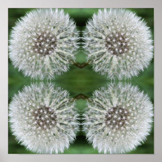 Witte paardenbloem pluis close-up Abstract Poster (Voorkant)