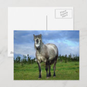 Witte paardenportret briefkaart (Voorkant / Achterkant)