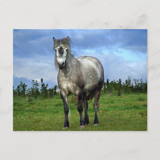 Witte paardenportret briefkaart (Voorkant)