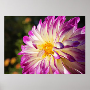 Witte Paarse Dahlia Bloem poster kunst prints