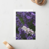Witte & Paarse Lavendel Notitiekaartje (Voorkant / Achterkant in situ)