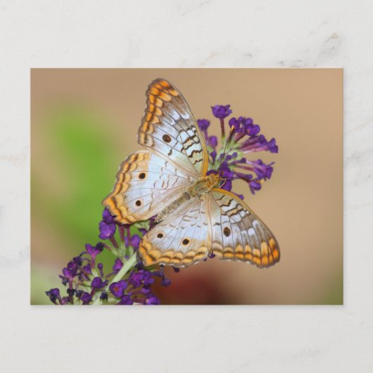 Witte pacock Butterfly op paarse bloemen Briefkaart (Voorkant)