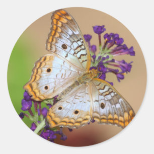Witte pacock Butterfly op paarse bloemen Ronde Sticker
