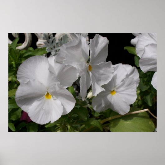 Witte panelen poster (Voorkant)