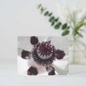 Witte papaver briefkaart (Staand voorkant)