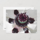Witte papaver briefkaart (Voorkant / Achterkant)