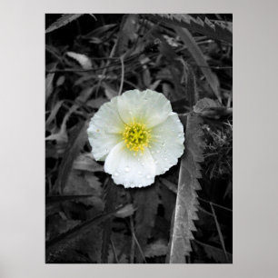 Witte papaver na de regen poster